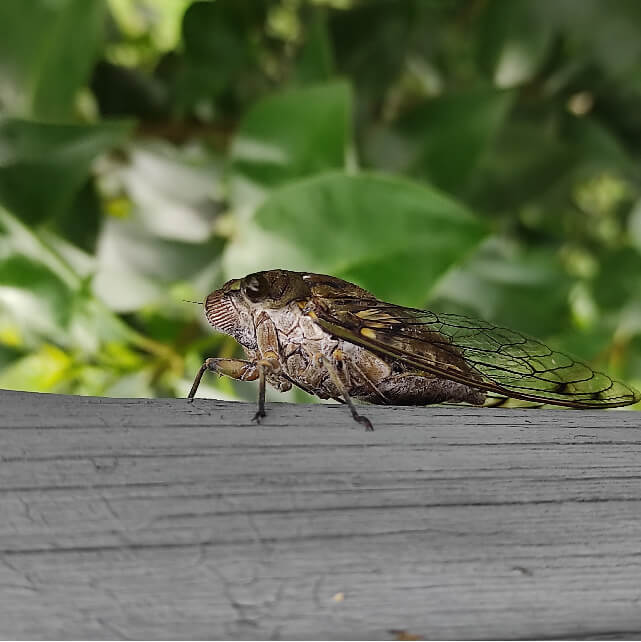 photo of an insect resting