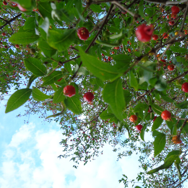 tree