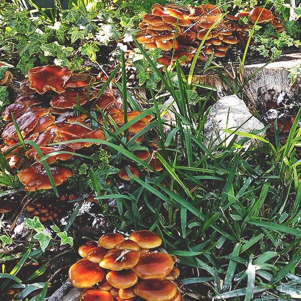 Growing Mushroms