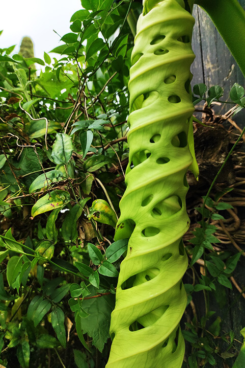 Nature