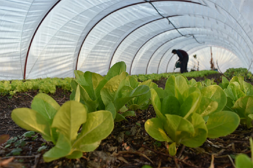 organic food, agriculture